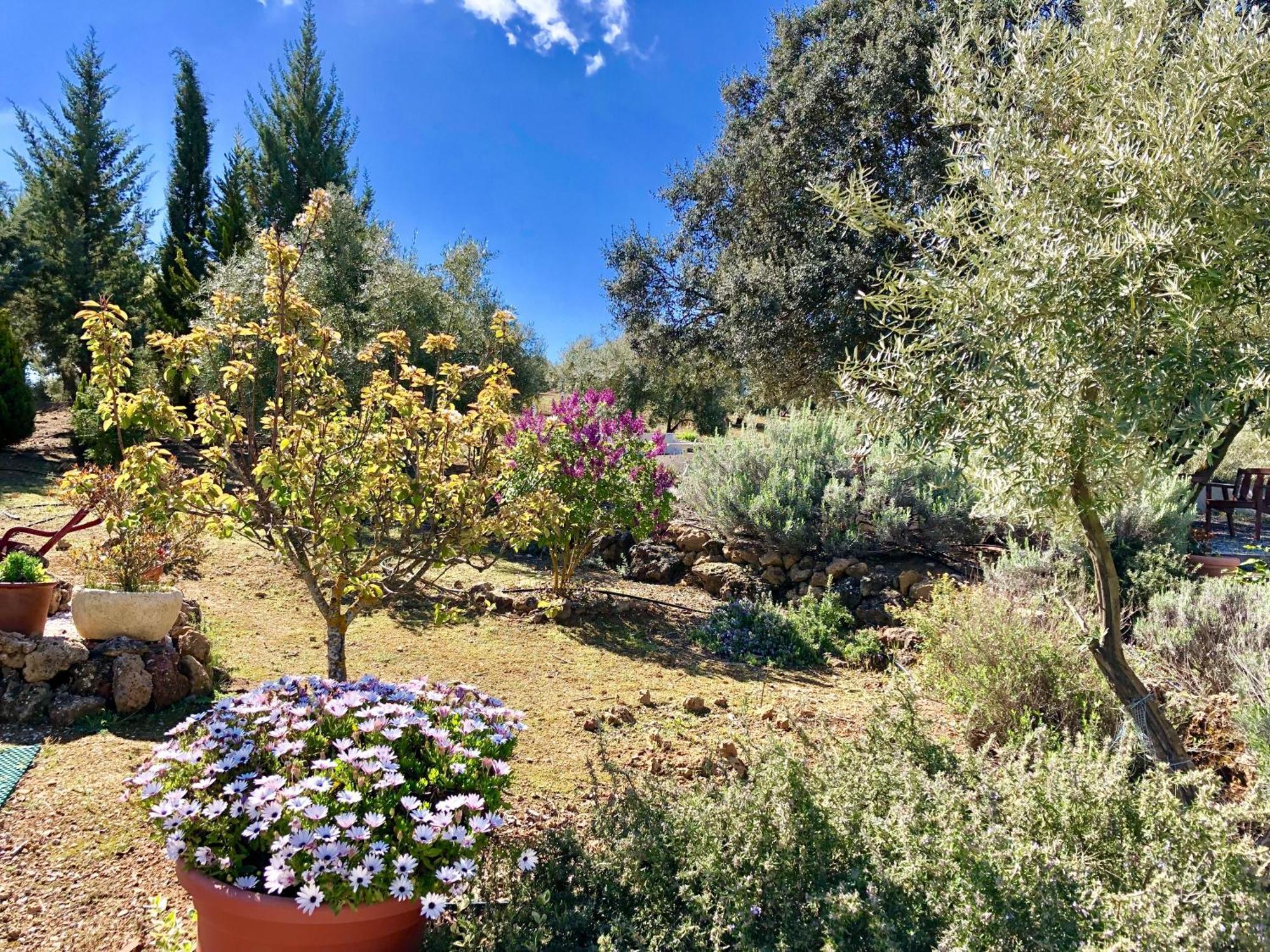 Refugio Andaluz Con Piscina Entre Olivos Villanueva de Tapia Exterior foto